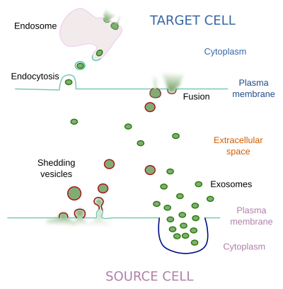 Extracellular vesicles