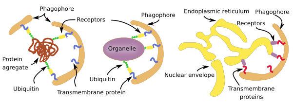 Autophagy 