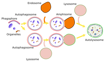 Autophagy 