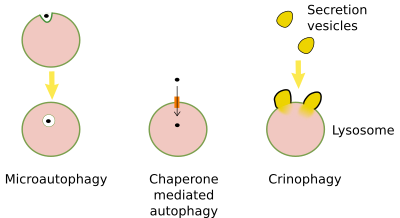 Autofagia 