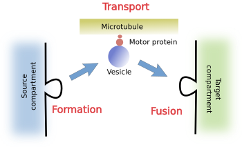 Vesicles 