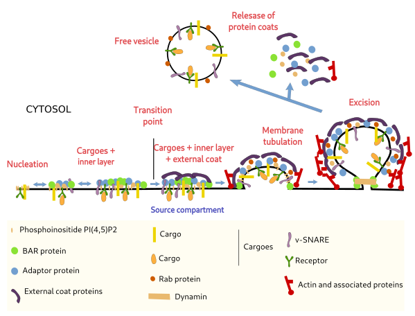 Vesicle formation 