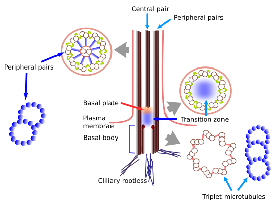 Cilia and flagella organization 