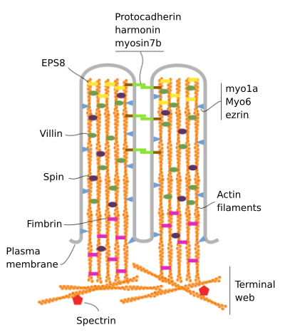 Microvilli