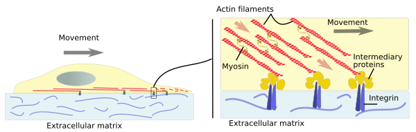 Cell movement 