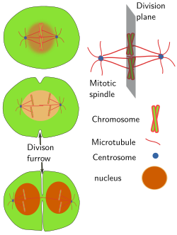 Division plane