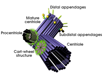 Centriole duplication