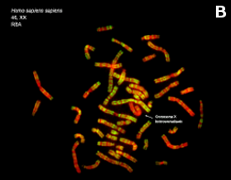 Chromosomes, Acridine