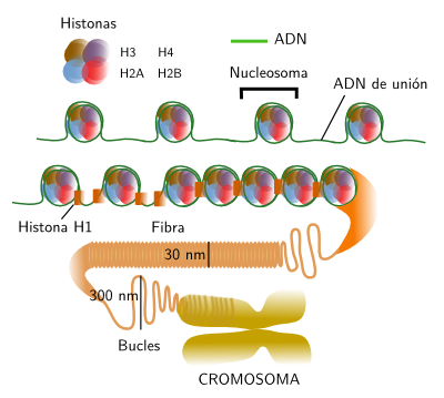 DNA organization