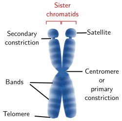 Chromosome morphology