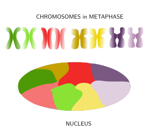 Chromosome territories