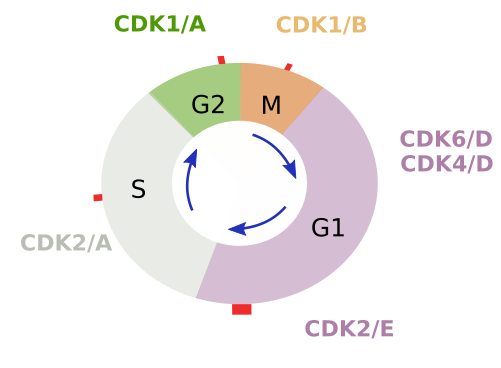  Ciclo celular