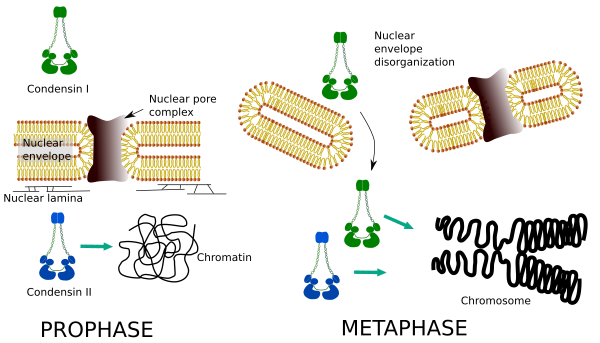 Condensins