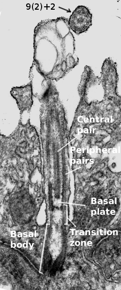 Cilium ultrastructure 