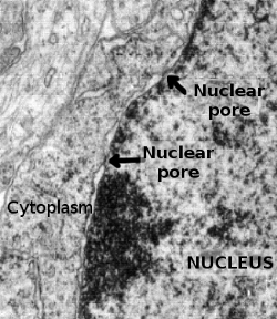 Nuclear pore