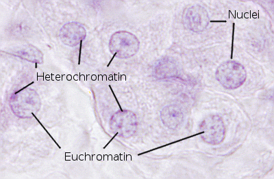 Chromatin