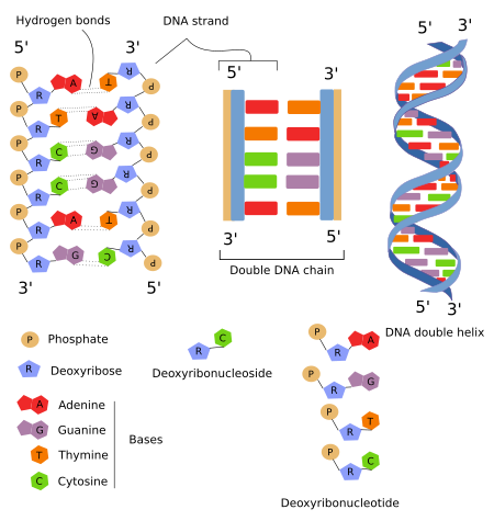 DNA