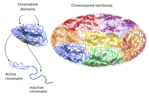 Chromatin  territories