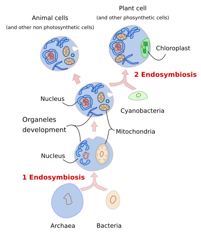 Endosimbiosis