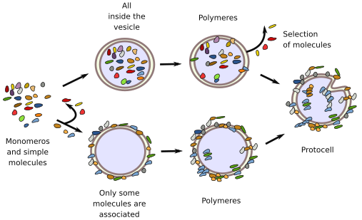 Cellularity 