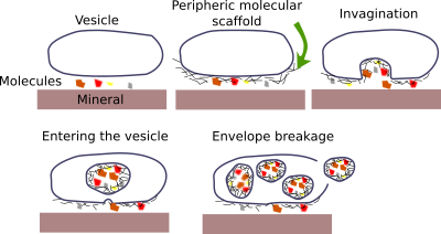 Cellularity 