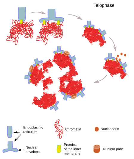 Nuclear envelope