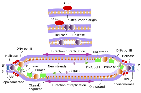 DNA replication