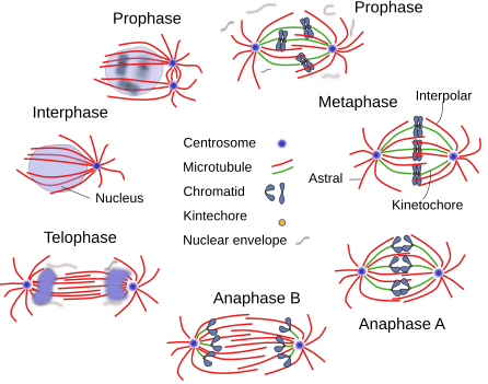  Mitosis stages