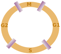  Cell cycle