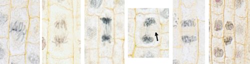  Plant cytokinesis