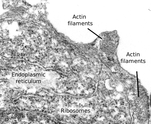  Actin filaments