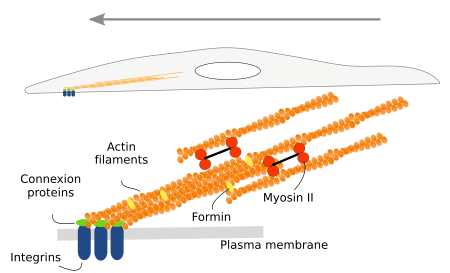  Stress fibers