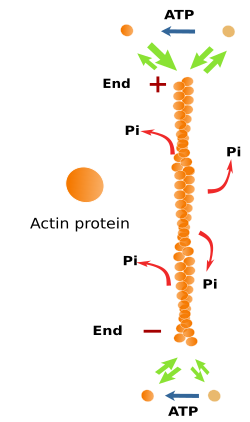  Actin filament