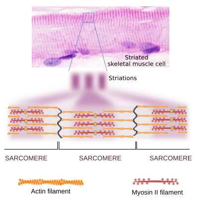  Muscle contraction