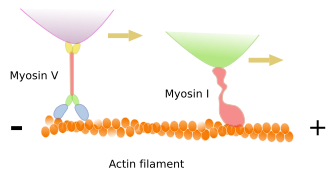  Organelles movement