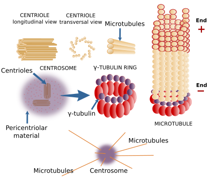  Centrosome