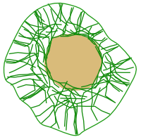  Intermediate filaments