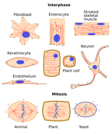 Microtubule organization