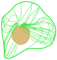  Microtubules