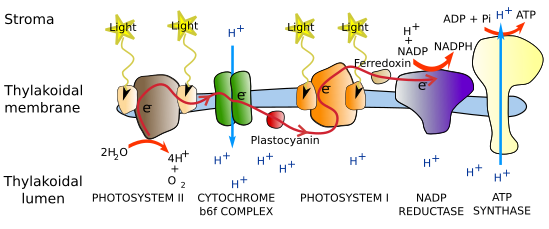  Photosyntesis