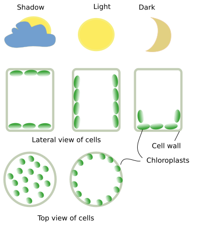  Chloroplasts