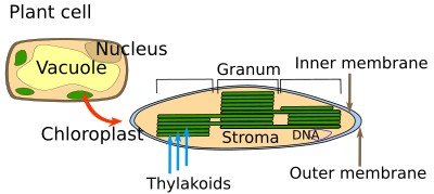  Chloroplasts