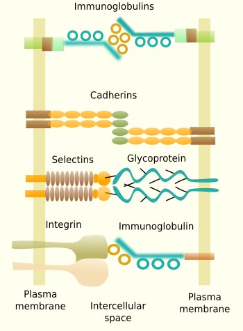 Cell-cell adhesion