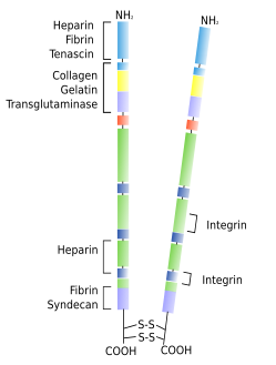 Fibronectin