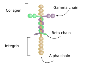 Laminin