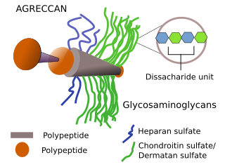 Proteoglycan