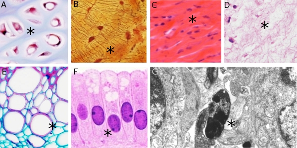 Extracellular matrix