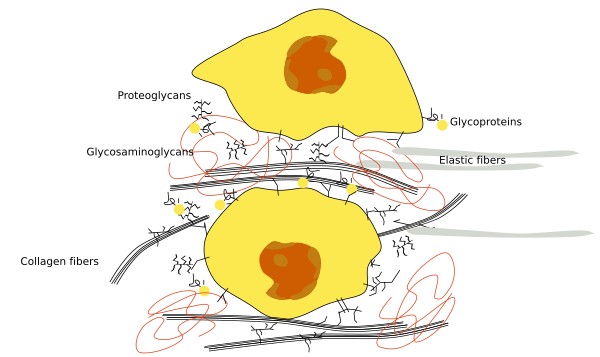 Extracellular matrix