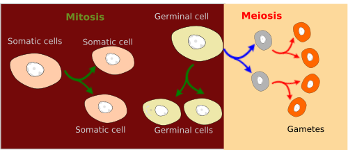  Meiosis-Mitosis