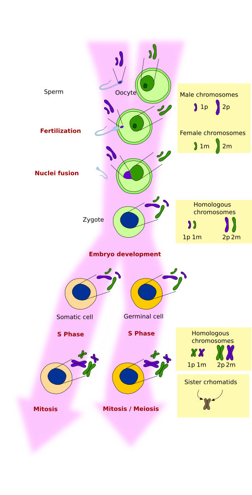  Meiosis-Mitosis